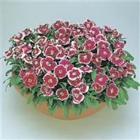 Floral Lace™ Picotee Dianthus