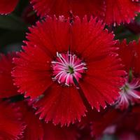 Floral Lace™ Red Dianthus
