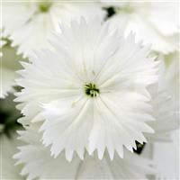 Floral Lace™ White Dianthus