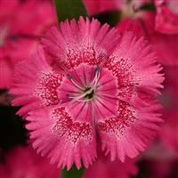 Floral Lace™ True Rose Dianthus
