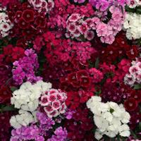 Floral Lace™ Mixture Dianthus