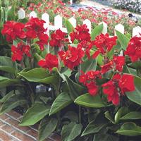 Tropical Red Canna