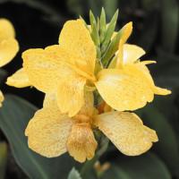 Tropical Yellow Canna
