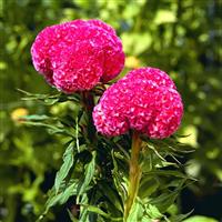 Kurume Rose Cut Flower Celosia