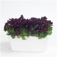 Frizzle Sizzle Burgundy Pansy