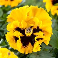 Frizzle Sizzle Yellow Pansy
