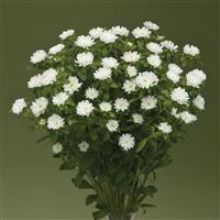 Nina Plus White Cut Flower Aster