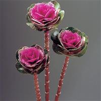 Lucir Rose Flowering Kale