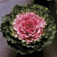 Songbird Pink Flowering Kale