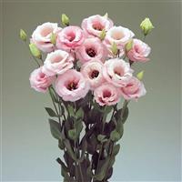 Arena 3 Baby Pink Lisianthus
