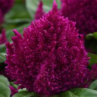 First Flame™ Purple Celosia
