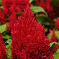 First Flame™ Red Celosia