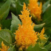 First Flame™ Yellow Celosia