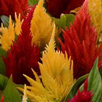 First Flame™ Mixture Celosia