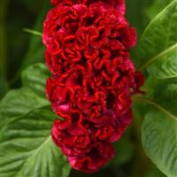 Neo™ Red Improved Celosia