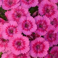 Jolt™ Pink Interspecific Dianthus
