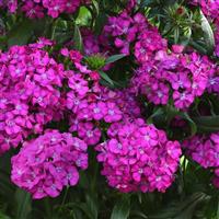 Jolt™ Purple Interspecific Dianthus