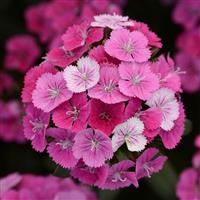 Jolt™ Pink Magic Interspecific Dianthus
