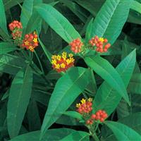 Red Butterfly Asclepias