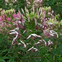 Queen Lilac Cleome