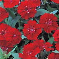Telstar Crimson Dianthus