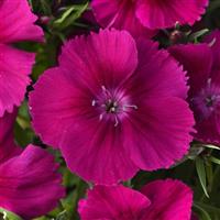 Coronet™ Purple Dianthus