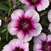 Coronet™ White Purple Eye Dianthus