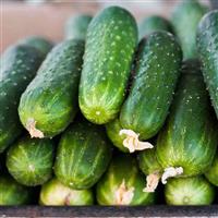 Peticue Cucumber
