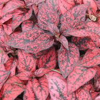 Confetti Compact Red Hypoestes