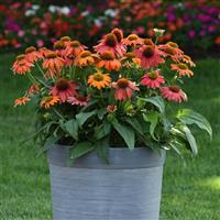 Echinacea Artisan™ Collection Red Ombre