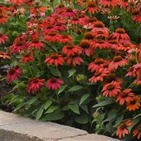 Echinacea Artisan™ Collection Red Ombre