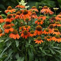 Echinacea Artisan™ Collection Soft Orange