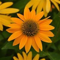 Echinacea Artisan™ Collection Yellow Ombre