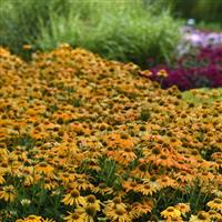 Echinacea Artisan™ Collection Yellow Ombre