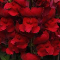 Maryland Red Snapdragon