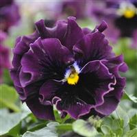 Frizzle Sizzle Mini Purple Shades Viola