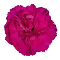 Vivacia™ Purple Dianthus
