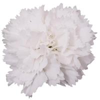 Vivacia™ White Dianthus
