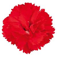 Vivacia™ Bright Red Dianthus