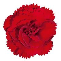 Vivacia™ Deep Red Dianthus