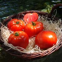 Love Gourmandia Red Tomato