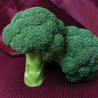 Centennial Broccoli