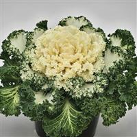 Nagoya White Flowering Kale