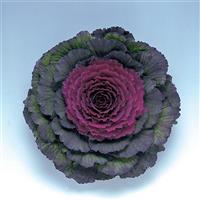 Pigeon Purple Flowering Kale