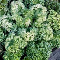 Yokohama White Flowering Kale