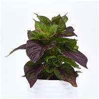 Gekko Green Celosia Foliage, Sol™