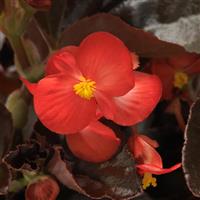 BabyWing<sup>®</sup> Red Bronze Leaf Begonia