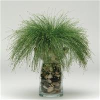 Live Wire ColorGrass® Isolepis