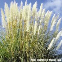 Feather White Grass Cortaderia