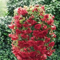 Illumination Scarlet Tuberous Begonia